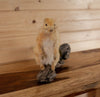 Excellent Blonde Squirrel Taxidermy Mount SW6643