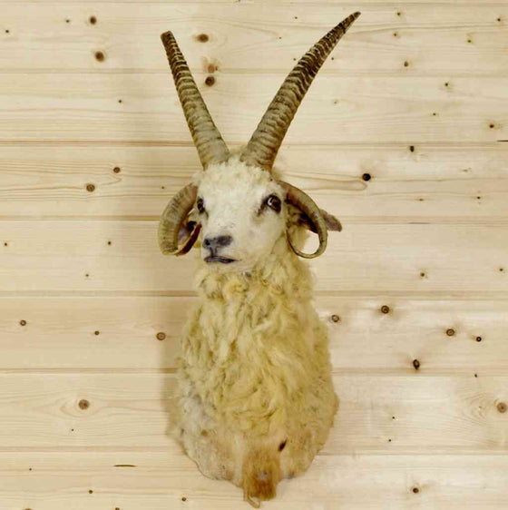 Jacob's four horn sheep taxidermy mount