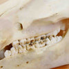 Red River Hog Skull for Sale - Safariworks Taxidermy Sales