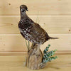 Spruce Grouse Taxidermy Mount