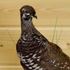 Taxidermied Spruce Grouse Mount