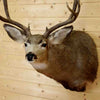 Deer Head for Sale at Safariworks