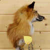 Taxidermied Fox Head for Sale