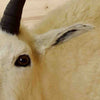 Mountain Goat Taxidermy Mount at Safariworks