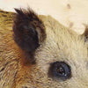 Taxidermied Hog Head for Sale