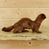 Mink Taxidermy Trophy for Sale