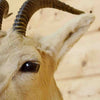 Taxidermied Mongolian Gazelle Head for Sale