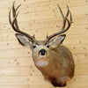 Deer Taxidermy Mounts for Sale 