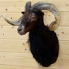 Black Hawaiian Sheep Head for Sale