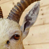 White Blesbok Head for Sale