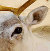 Caribou - Reindeer Taxidermy Mounts