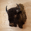 Vintage American Bison Taxidermy Shoulder Mount UK1003