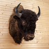 Vintage American Bison Taxidermy Shoulder Mount UK1003