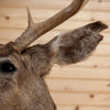 Premier 10 Point Mule Deer Buck Deer Taxidermy Shoulder Mount WS8000