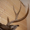 Premier 10 Point Mule Deer Buck Deer Taxidermy Shoulder Mount WS8000