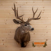 mule deer buck taxidermy shoulder mount for sale