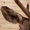 Excellent 11 Point Mule Deer Buck Deer Taxidermy Shoulder Mount WS8001