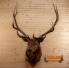 elk taxidermy shoulder mount for sale