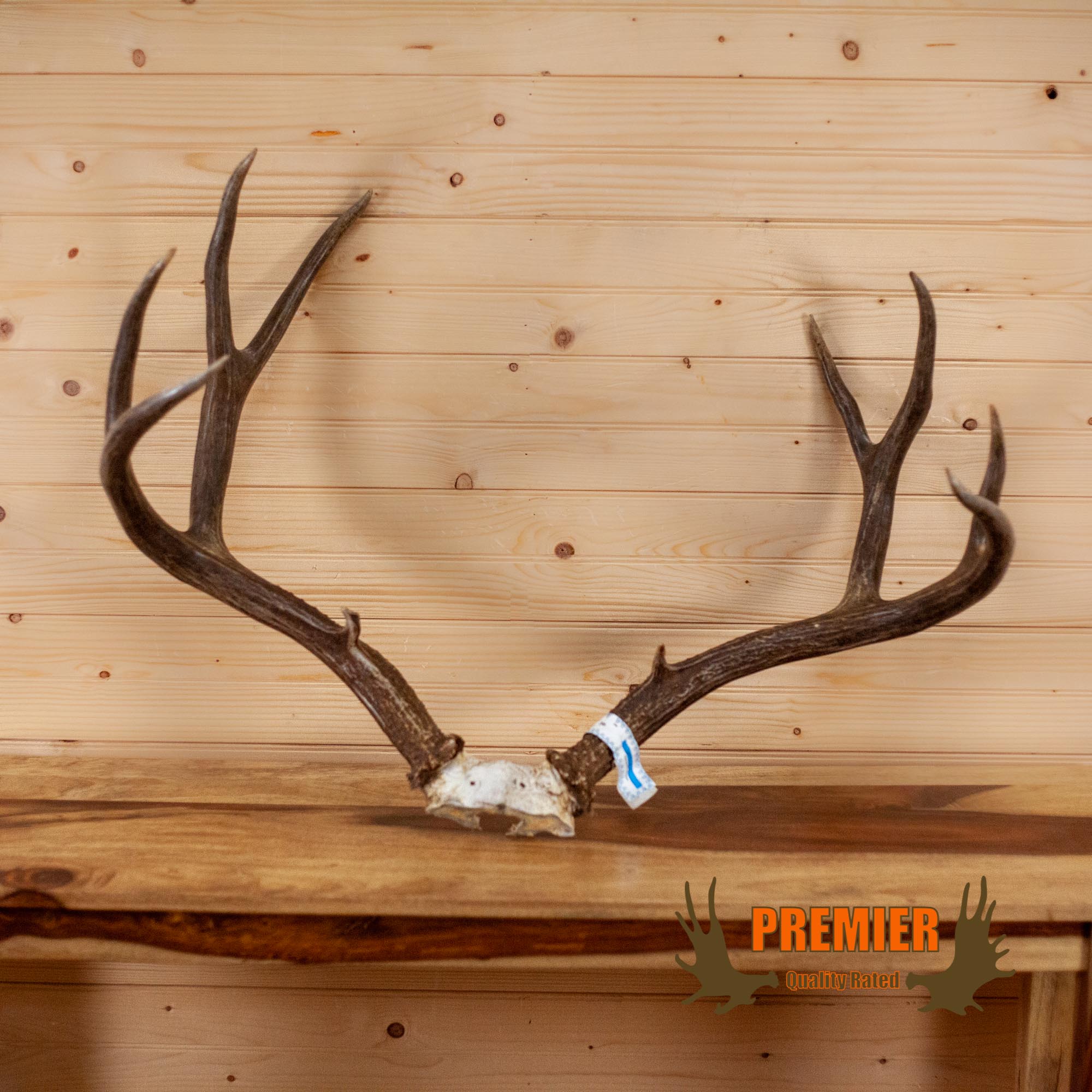 Premier 10 Point Mule Deer Buck Antler Mount WS8005