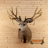 mule deer buck 25 point repro for sale