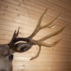 Excellent Twenty-five 14X11 Point (Repro) Mule Deer Buck Deer Taxidermy Shoulder Mount WS8150