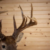 Twelve Point 5X7 (Repro) Whitetail Buck Taxidermy Mount WS8151