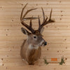 whitetail deer buck 12 point for sale
