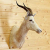 Taxidermied Blesbok Mount for Sale
