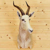 White Blesbok Taxidermy for Sale  