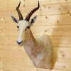 Blesbok Taxidermy Mounts for Sale