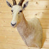 Blesbok Mounts for Sale - African Hunting Trophies