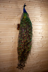 Premier Blue Indian Peacock Full Body Taxidermy Mount GB4131
