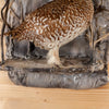 Excellent Female Spruce Grouse Taxidermy Mount KG3001