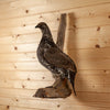 Excellent Blue Sooty Grouse Taxidermy Mount KG3052