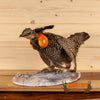prairie chicken full body taxidermy mount for sale