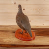 Excellent Chukar Perched Taxidermy Mount KG3056
