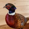 Excellent Perched Ringneck Pheasant Taxidermy Mount KG3057