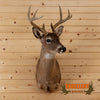 coues deer buck taxidermy shoulder mount for sale