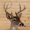 Excellent 8 Point Coues Deer Buck Taxidermy Mount SW11238