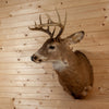 Excellent 10 Point Whitetail Buck Taxidermy Mount SW11239