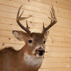 Excellent 10 Point Whitetail Buck Taxidermy Mount SW11239