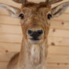 Excellent Fallow Deer Taxidermy Shoulder Mount SW11255