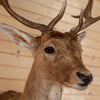 Excellent Fallow Deer Taxidermy Shoulder Mount SW11255