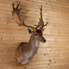 Excellent Fallow Deer Taxidermy Shoulder Mount SW11256