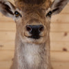Excellent Fallow Deer Taxidermy Shoulder Mount SW11256